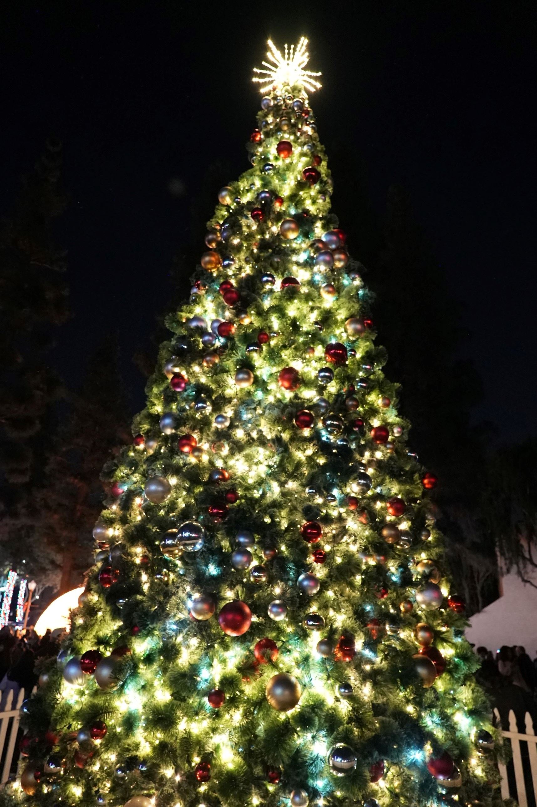 City Hall Christmas Tree 2023